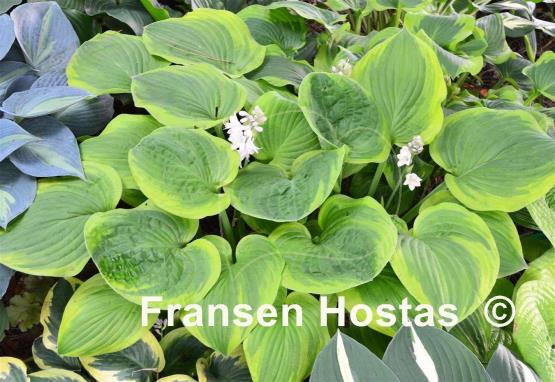 Hosta Indiana Knight